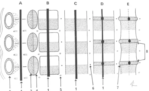 Fig. 3 : La vertèbre est une structure inter segmentaire. 