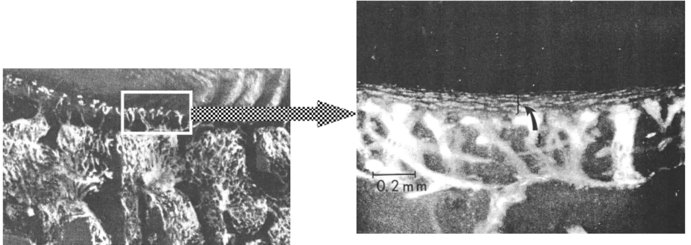 Fig. 9 : Terminaisons capillaires au contact du CEP (d’après Holm et al. 45 ) 