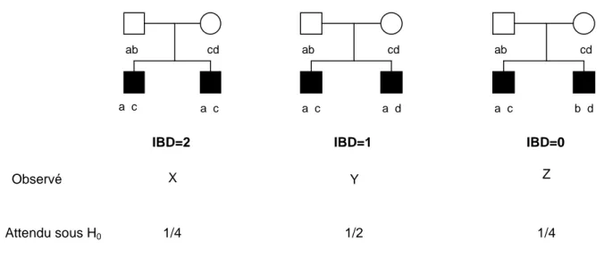 Figure 2 : les états IBD pour une paire de germains atteints 