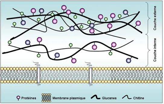 Figure 2 : Organisation moléculaire de la paroi de Candida albicans (d’après Ruiz-Herrera, FEMS Yeast Res, 2006 [16])
