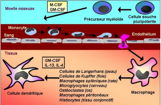 Figure 3 : Différentiation des monocytes en macrophages