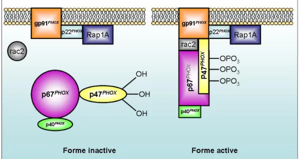 Figure 9 : Structure et activation de la NADPH oxydase (d’après Babior, Blood, 1999 [166])