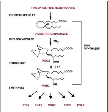 Figure 11 : Production des prostaglandines à partir de l’acide arachidonique membranaire.