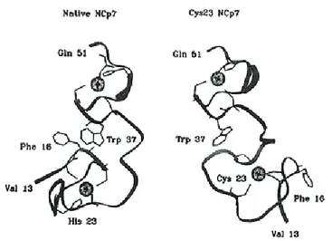 Figure 11 : Structure des doigts de zinc de NCp7 sauvage et His23Cys mutant  