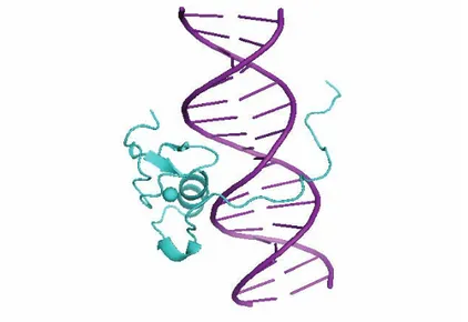 Figure 16 : Le domaine C4 des facteurs GATA en complexe avec l’ADN 