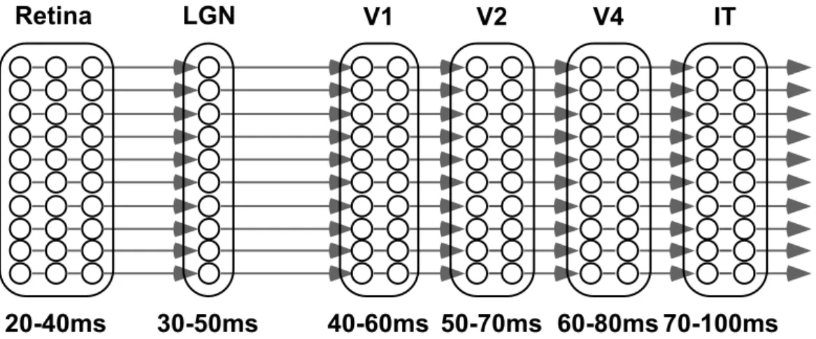 Figure 1.4: Constraints on computation time in an ultra-rapid visual cat-
