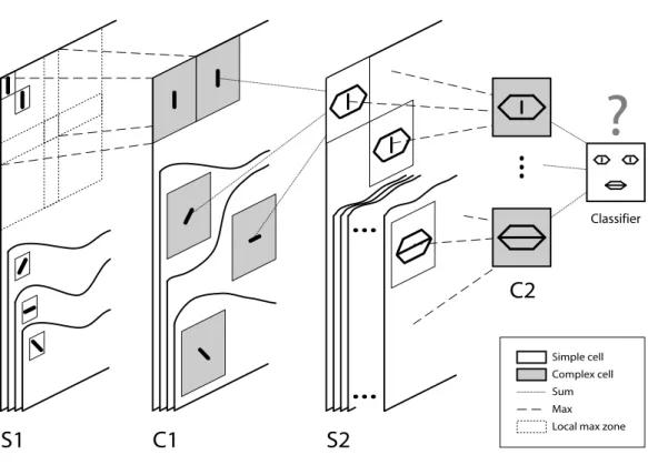 Figure 2.1: Overview of the 5 layer feedforward spiking neural network. As in HMAX (Riesenhuber and Poggio, 1999) we alternate simple cells that gain selectivity through a sum operation, and complex cells that gain shift and scale invariance through a max 