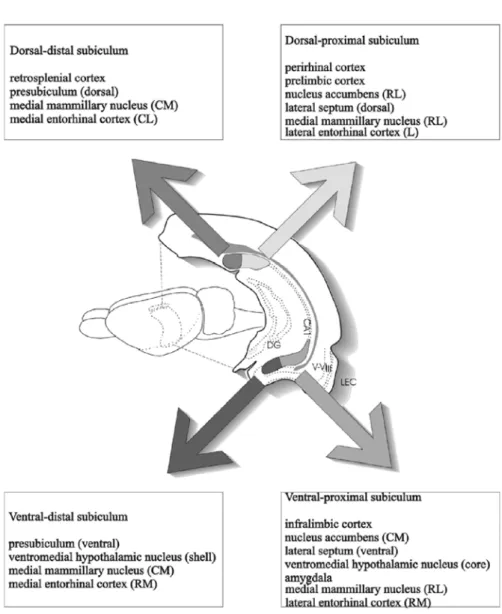 Fig. 1.3 – Schéma représentant l’origine des différentes projections du subiculum en fonction des axes septo-temporal (dorso-ventral) et transverse