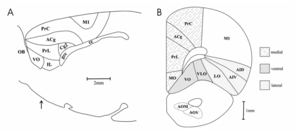 Fig. 1.8 – Schémas illustrant les différentes aires composant le cortex préfrontal chez le rat
