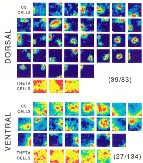 Fig. 2.1 – Cartes d’activité spatiale de cellules de lieu et de cellules thêta, de l’hippo- l’hippo-campe dorsal (haut) et ventral (bas)