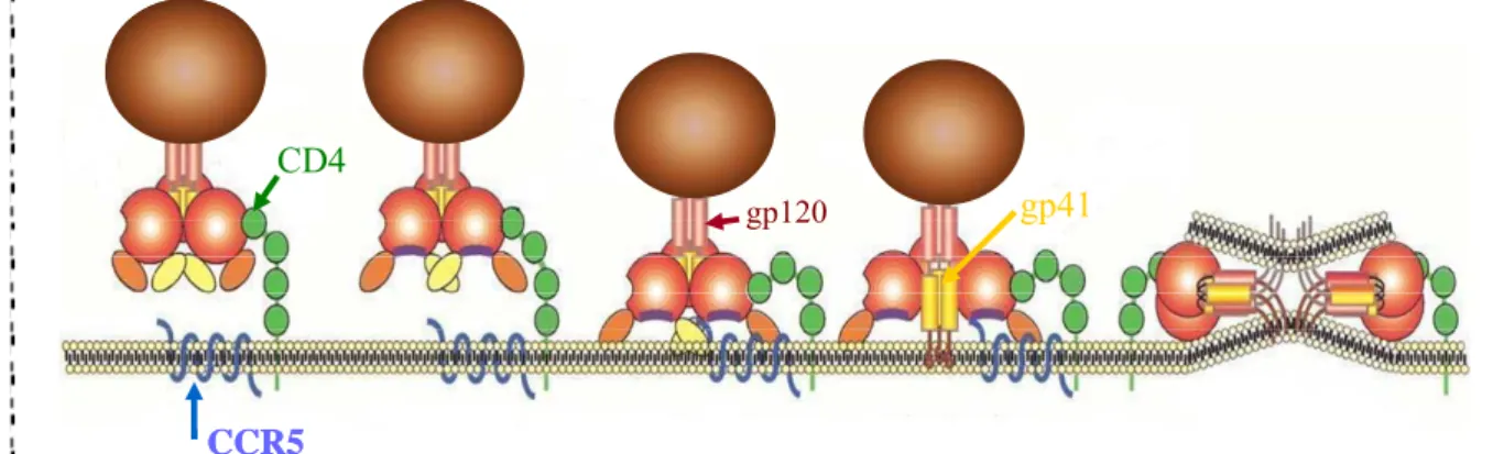 Figure 6 : Processus d’infection par le VIH. La liaison gp120/CD4 est la première étape du  processus de fusion