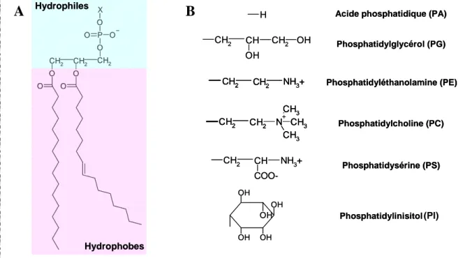 Figure 9: Principaux phospholipides. A : Structure générale B : Les principales têtes  polaires