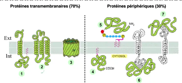 Figure 10 : Les protéines membranaires. La plupart des protéines membranaires traversent  la membrane par une (1) ou plusieurs (2) hélices  α ou bien de feuillets β (3)
