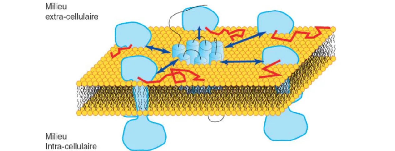 Figure 13 : Confinement sans barrière selon le modèle des « agrégats dynamiques ».  Les protéines sont maintenues ensemble par des interactions attractives entre protéines  (flèches bleues) sans pour autant empêcher totalement leur diffusion dans le plan d