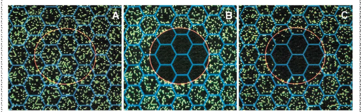 Figure 16 : Expériences de FRAP simulées dans des domaines clos. Les hexagones bleus  correspondent aux domaines membranaires, les points verts aux molécules suivies et le cercle  rouge à la zone de photodégradation