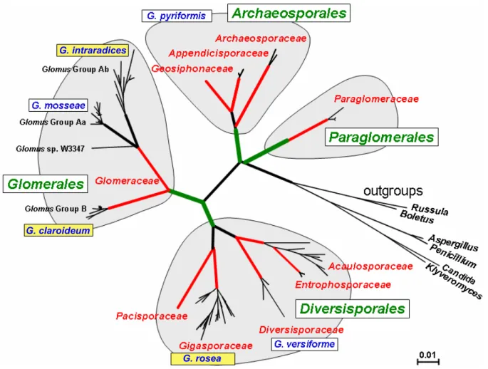 Figure I-3 Phylogénie des Gloméromycètes. (D’après Schüβler et al., 2001). 