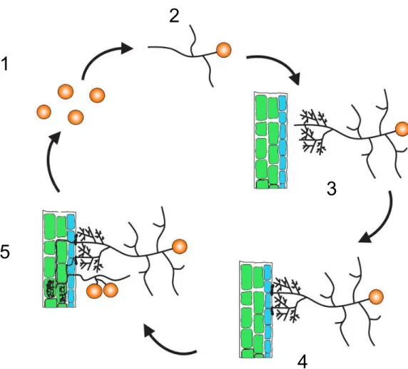 Figure I-4 Cycle de développement des champignons MA. (Modifié d’après Akiyama,  2007)
