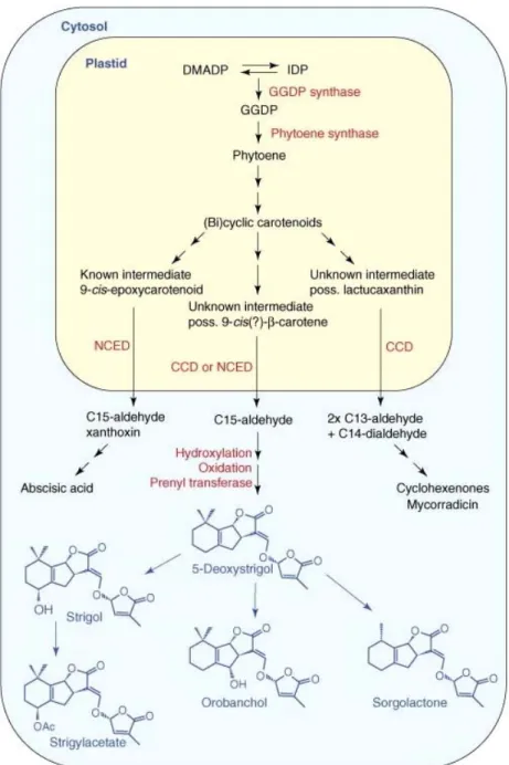 Figure I-7 Voie de biosynthèse putative des strigolactones. (D’après Bouwmeester et al.,  2007)