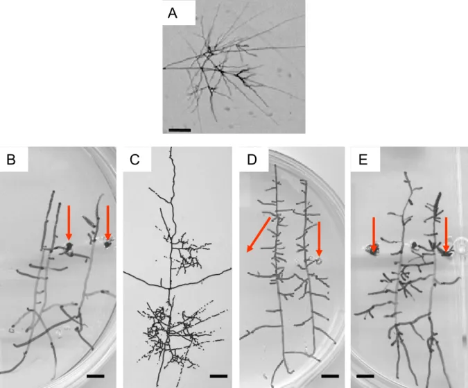 Figure II-1. La réponse morphologique de « branching ».  