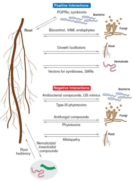 Figure I-1 La rhizosphère. (D’après Biais et al., 2006). 