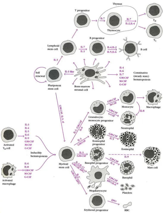 Figure  1.  Schematic  view  of  hematopoeisis  and  its  regulation  by  cytokines  that  stimulate  the  proliferation and/or differentiation of various hematopoeitic cells