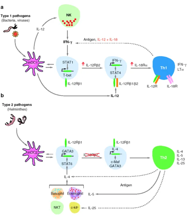Figure 2. Models for (a) Th1 and (b) Th2 differentiation (Weaver, Hatton et al. 2007)