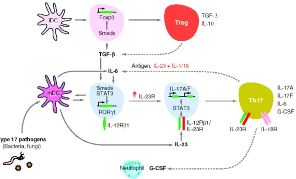 Figure  3.  Model  for  divergent  differentiation  of  Th17  and  adaptive  regulatory  T  cell  (Treg)  lineages