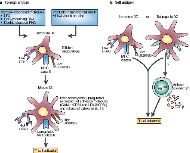 Figure  6. Role  of  dendritic  cells  in  the  choice  between  immunity  and  tolerance