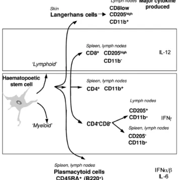 Figure  7.  Description  of  mouse  DC  subsets.  The  mouse  DC  subsets  are  shown  in  terms  of  their  surface expressed  molecules,  expression  of  cytokines  and  their  location  in  secondary  lymphoid  organs