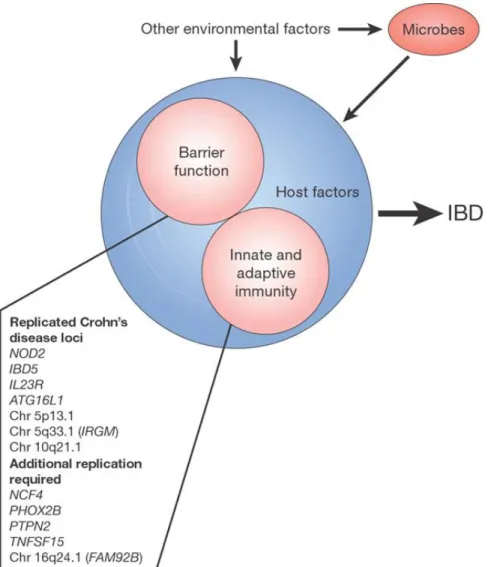 Figure 8. Intestinal inflammation in IBD results from alteration in the interaction between resident microbes and the mucosa