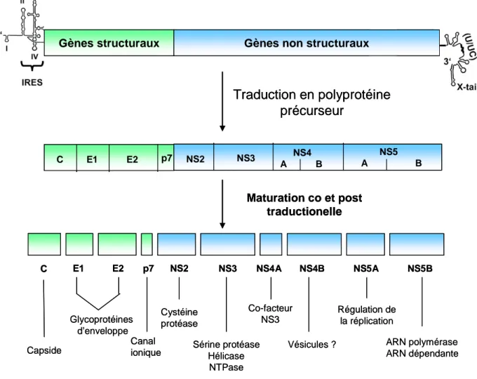 Figure 1 :  Diagramme schématique de l’organisation du génome viral   