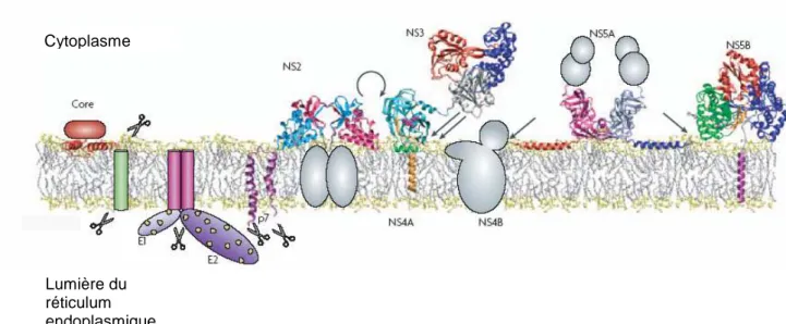 Figure  2 :  Structure  et  association  aux  membranes  des  protéines  du  HCV  (d’après  Moradpour  et  al