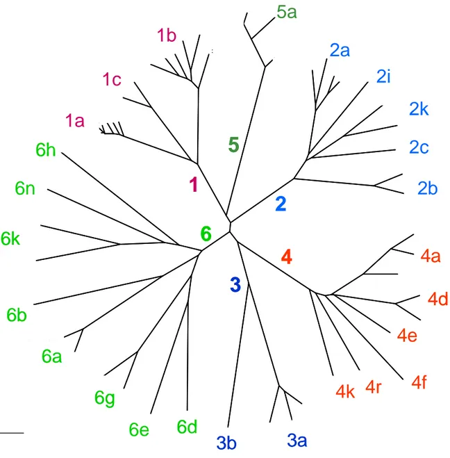Figure  5 :  Arbre  phylogénétique  représentant  les  génotypes  du  HCV  basé  sur  l’analyse des séquences de la région NS5B