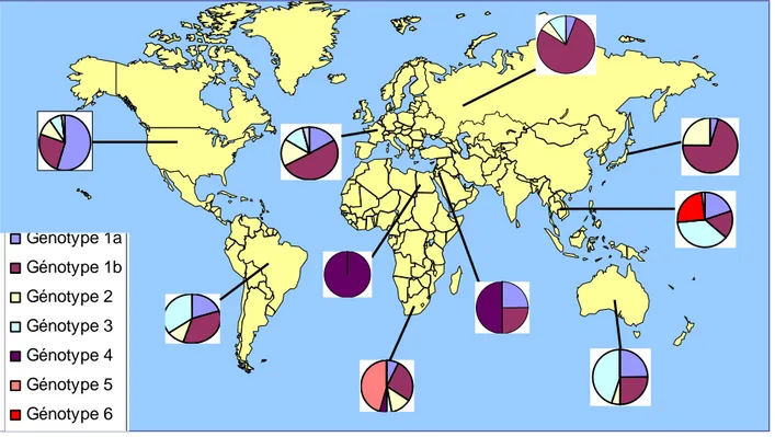 Figure 6 :  Distribution géographique des génotypes d’après Zein (Zein, 2000) 