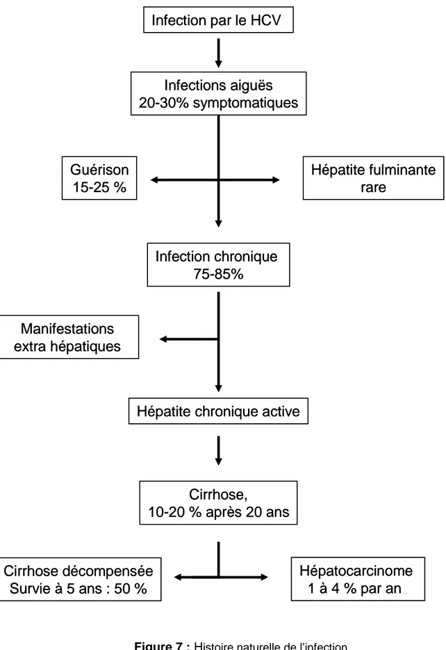 Figure 7 : H istoire naturelle de l’infection Infection par le HCV Infections aiguës20-30% symptomatiques Hépatite fulminanterareGuérison15-25 %Infection chronique 75-85%Manifestations extra hépatiques
