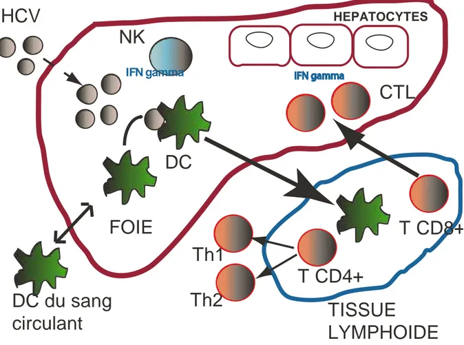 Figure 8 :  Les acteurs de la réponse immune dans l’hépatite C. D’après Kanto et Hayashi  (Kanto &amp; Hayashi, 2006)