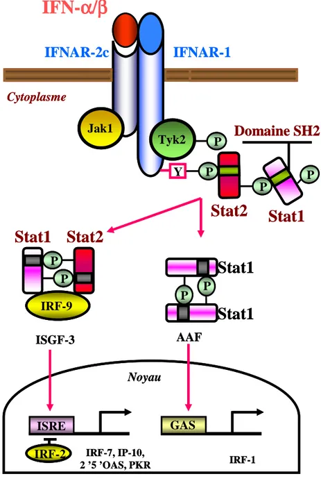 Figure 10 : Voie de signalisation induite par l’IFN de type I Jak1Tyk2IFNAR-2cIFNAR-1YCytoplasmePPPPDomaine SH2Stat1Stat2IRF-2ISREGASNoyauIRF-9Stat1Stat2PPISGF-3Stat1Stat1PPAAFIRF-7, IP-10, 2 ’5 ’OAS, PKRIRF-1IFN-αααα/ββββJak1Tyk2IFNAR-2cIFNAR-1YCytoplasme
