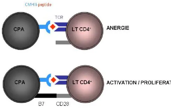 Figure 2 : Activation des cellules T CD4 