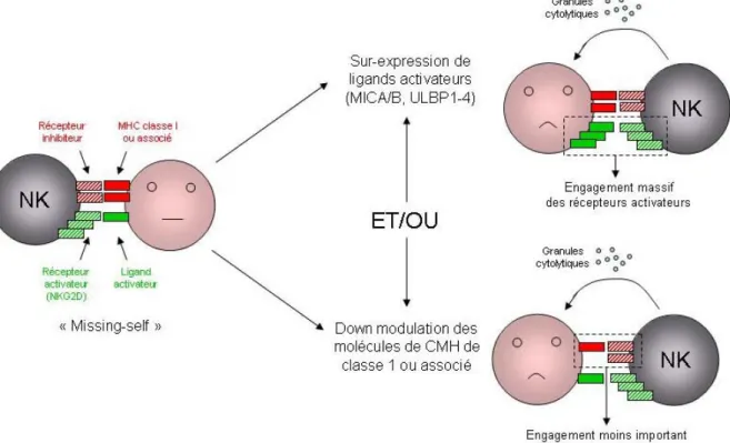 Figure 4 : Régulation de l’activation des cellules NK.  