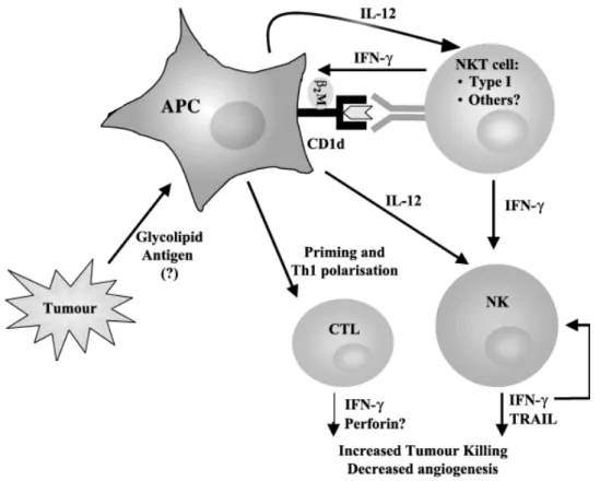 Figure 5 : cellules NKT et immunothérapie 