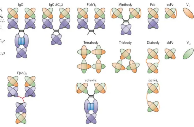 Figure 7 : Structure des différents anticorps monoclonaux thérapeutiques (d’après  127 )