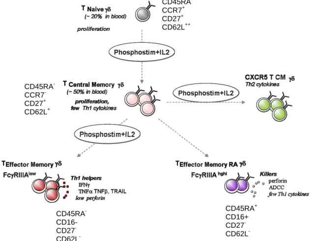 Figure 13 : Les sous populations de lymphocytes T V γ9Vδ2 