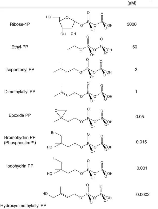 Figure 16 : Les différents phosphoantigènes et leur bioactivité pour les cellules T  γδ (d’après  227 ) 