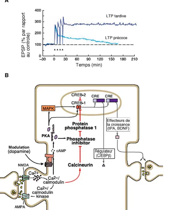 Figure  7:  Représentation  schématique  de  la  potentialisation  à  long-terme  (LTP)  de l’activité neuronale.