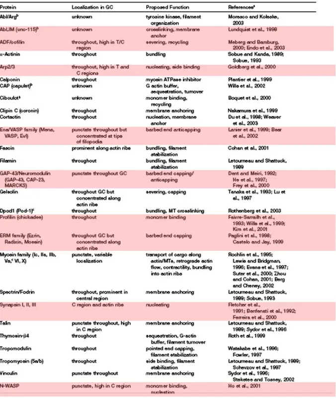 Tableau 4: Protéines associées à l’actine dans le cone de croissance du neurone.