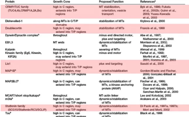 Tableau  5:  Protéines  associées  aux  microtubules  dans  le  cône  de  croissance  du neurone.