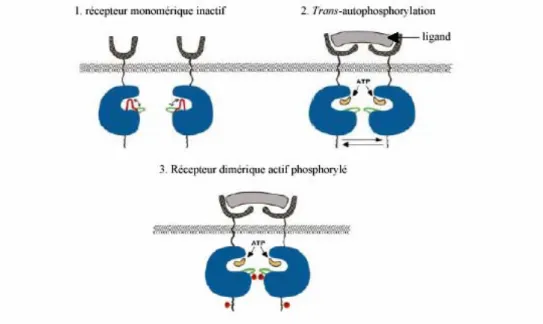Figure 3: Modèle de stimulation des tyrosines kinases par dimérisation des récepteurs