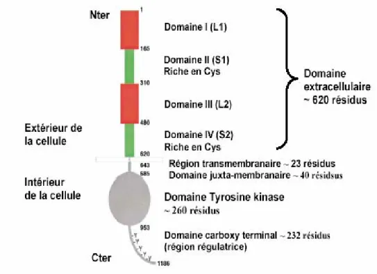Figure 4: Structure schématique des récepteurs ErbB. Le domaine extracellulaire est composé 