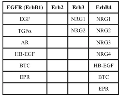 Tableau 1. Les récepteurs ErbB et leurs ligands connus. Abréviations : EGF : Epidermal Growth 