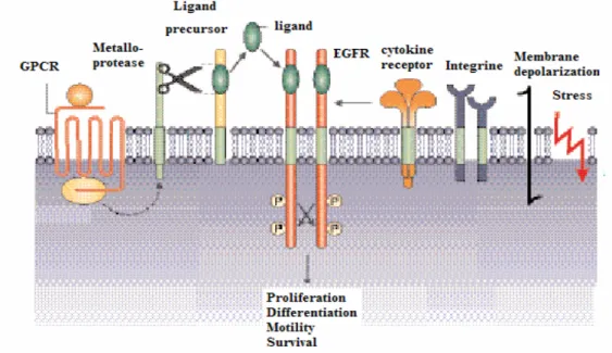 Figure 6 : Activation des récepteurs ErbB indépendante du ligand, exemple de l’EGFR. 
